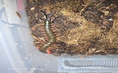 Lowland Jewel Centipede 